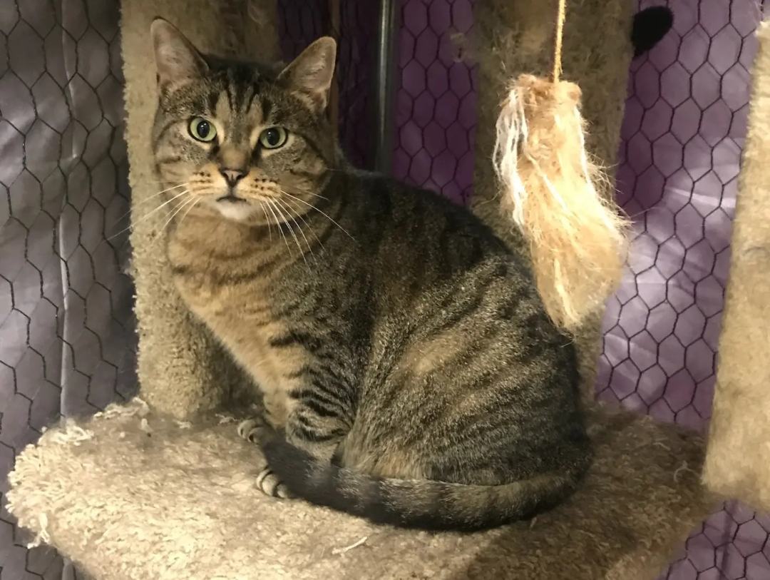 Enlarge Chewy & Mama, a Adoptable American Shorthair in New Albany, OH image 2/4