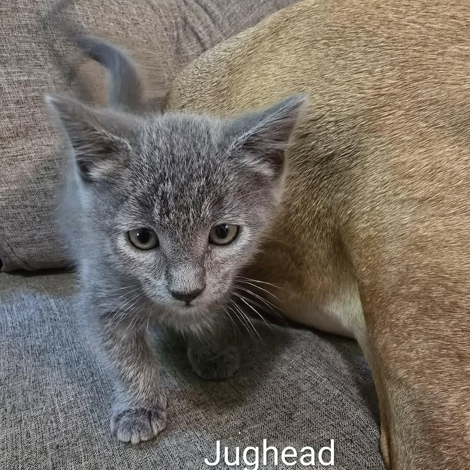 Enlarge Jughead, an adoptable Domestic Short Hair in Sedalia, MO image 1/3