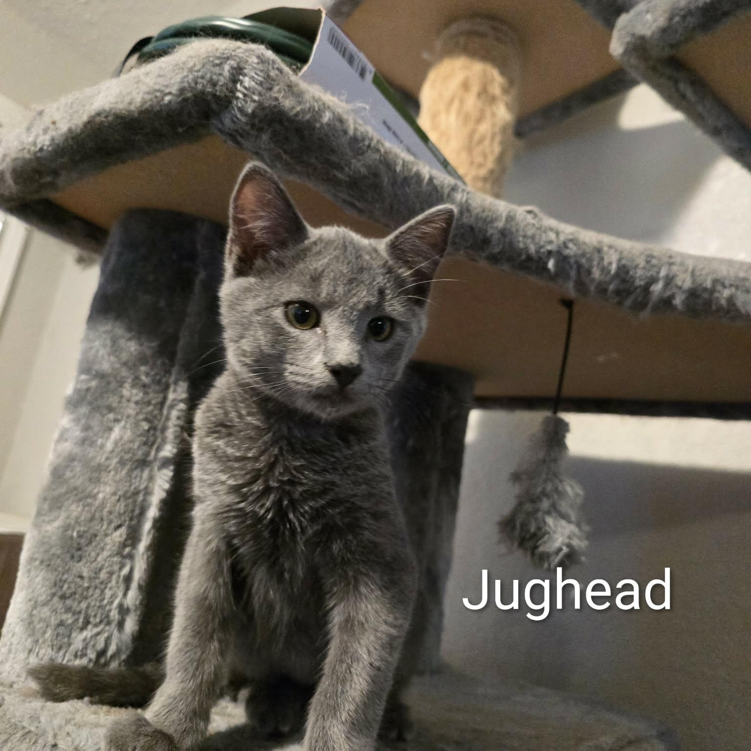 Enlarge Jughead, an adoptable Domestic Short Hair in Sedalia, MO image 3/3