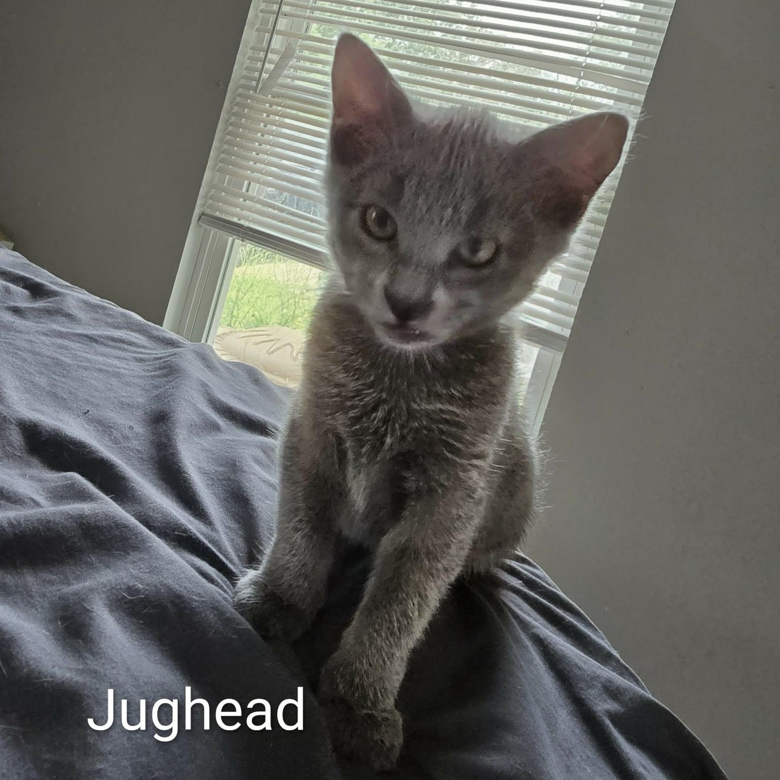Enlarge Jughead, an adoptable Domestic Short Hair in Sedalia, MO image 2/3