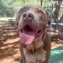 Enlarge DJ, a ADOPTABLE mixed breed in St. Augustine, FL image 1/2