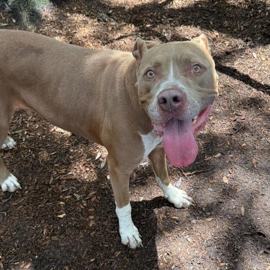 Enlarge DJ, a ADOPTABLE mixed breed in St. Augustine, FL image 2/2