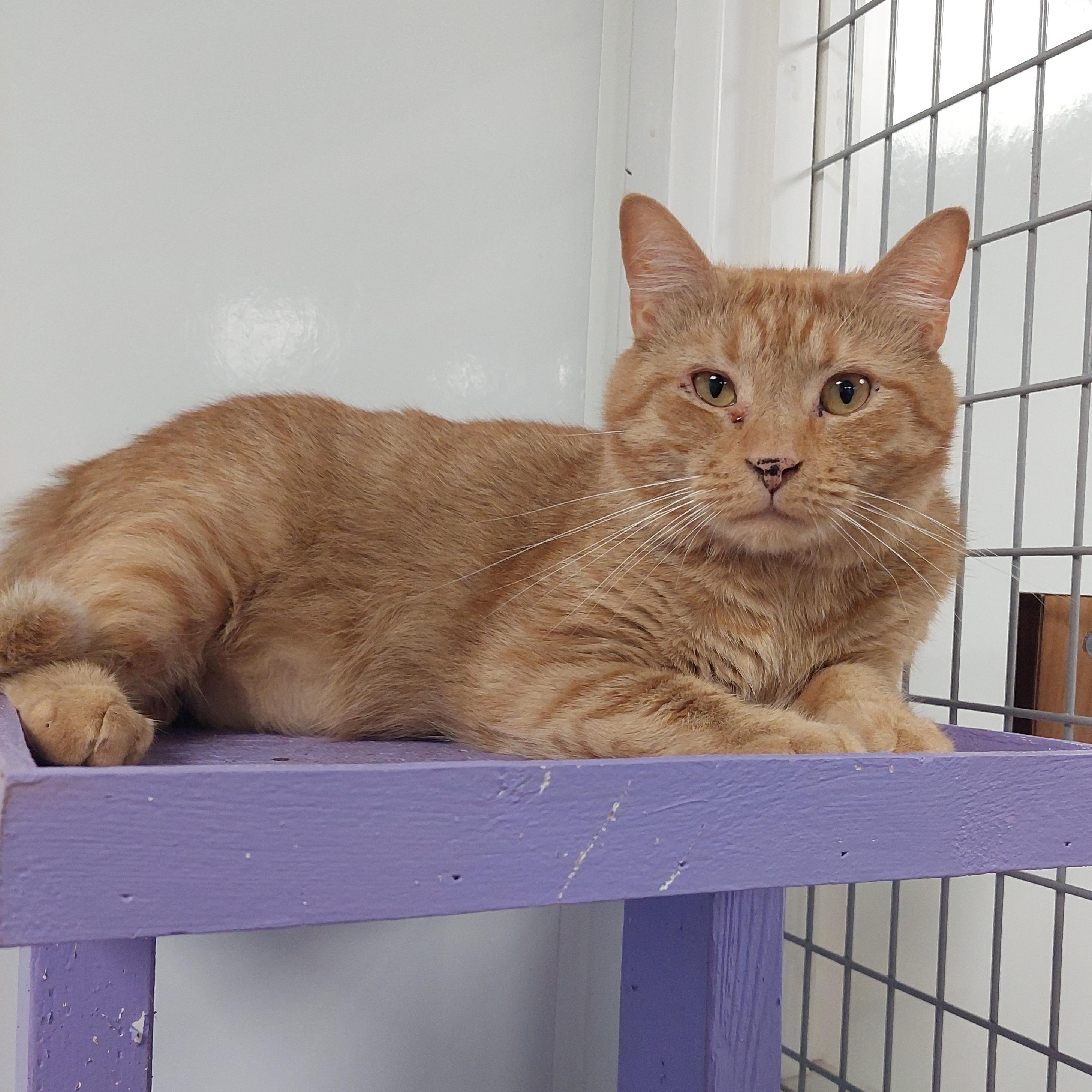 Enlarge Whiskey, a Adoptable Domestic Long Hair in Williamsport, PA image 1/1