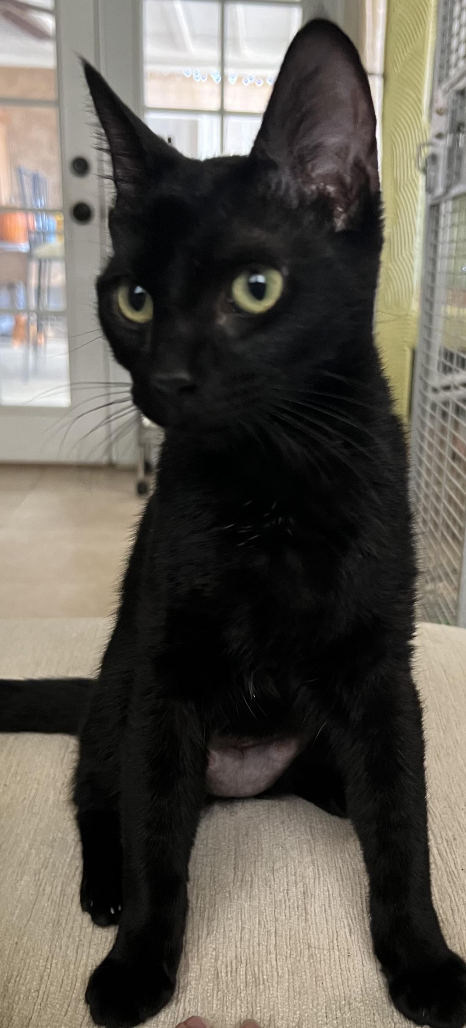 Clara, a Adopted mixed breed in Palm Desert, CA image 3/4