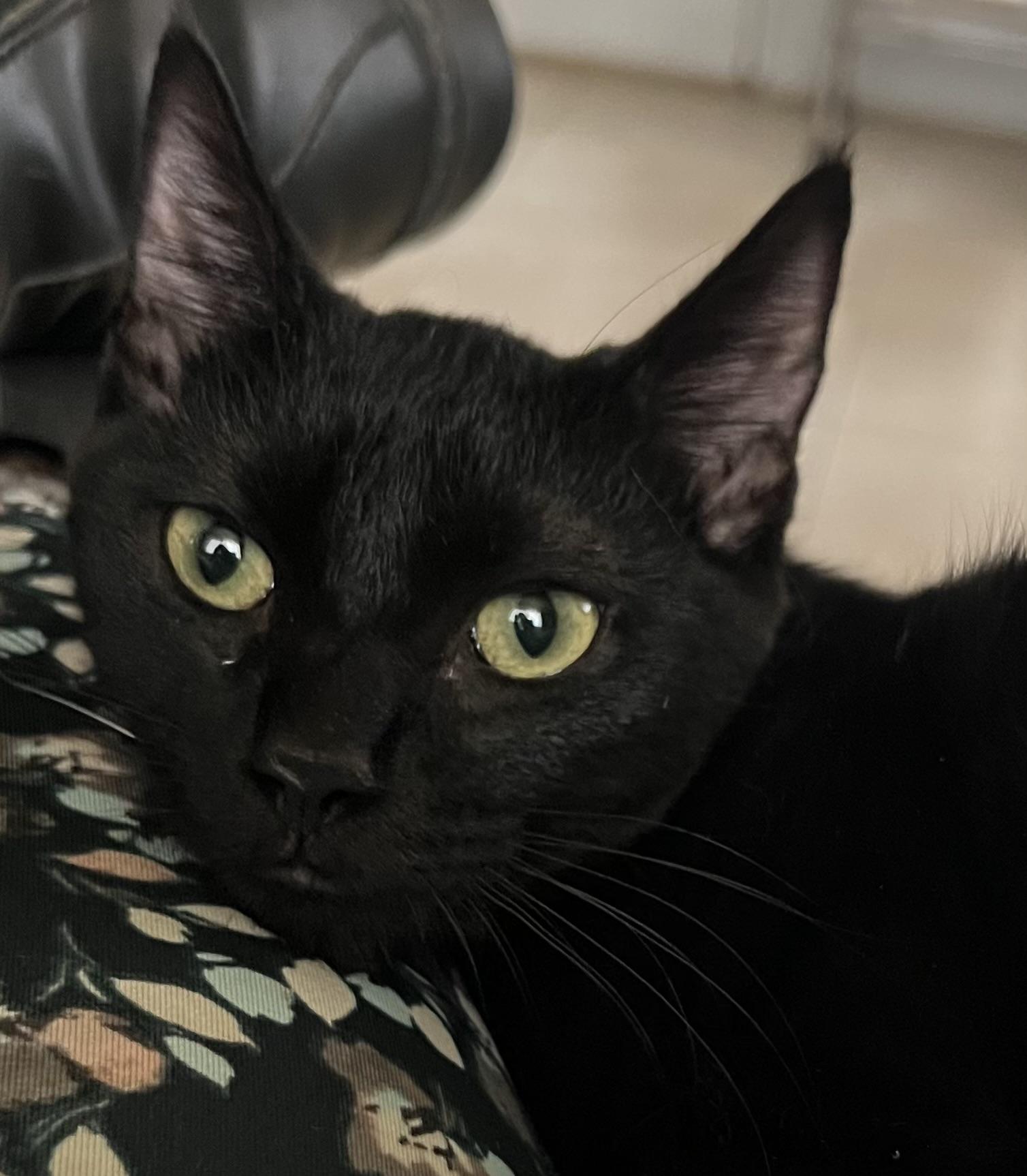 Clara, Adopted, Young Female Domestic Short Hair.