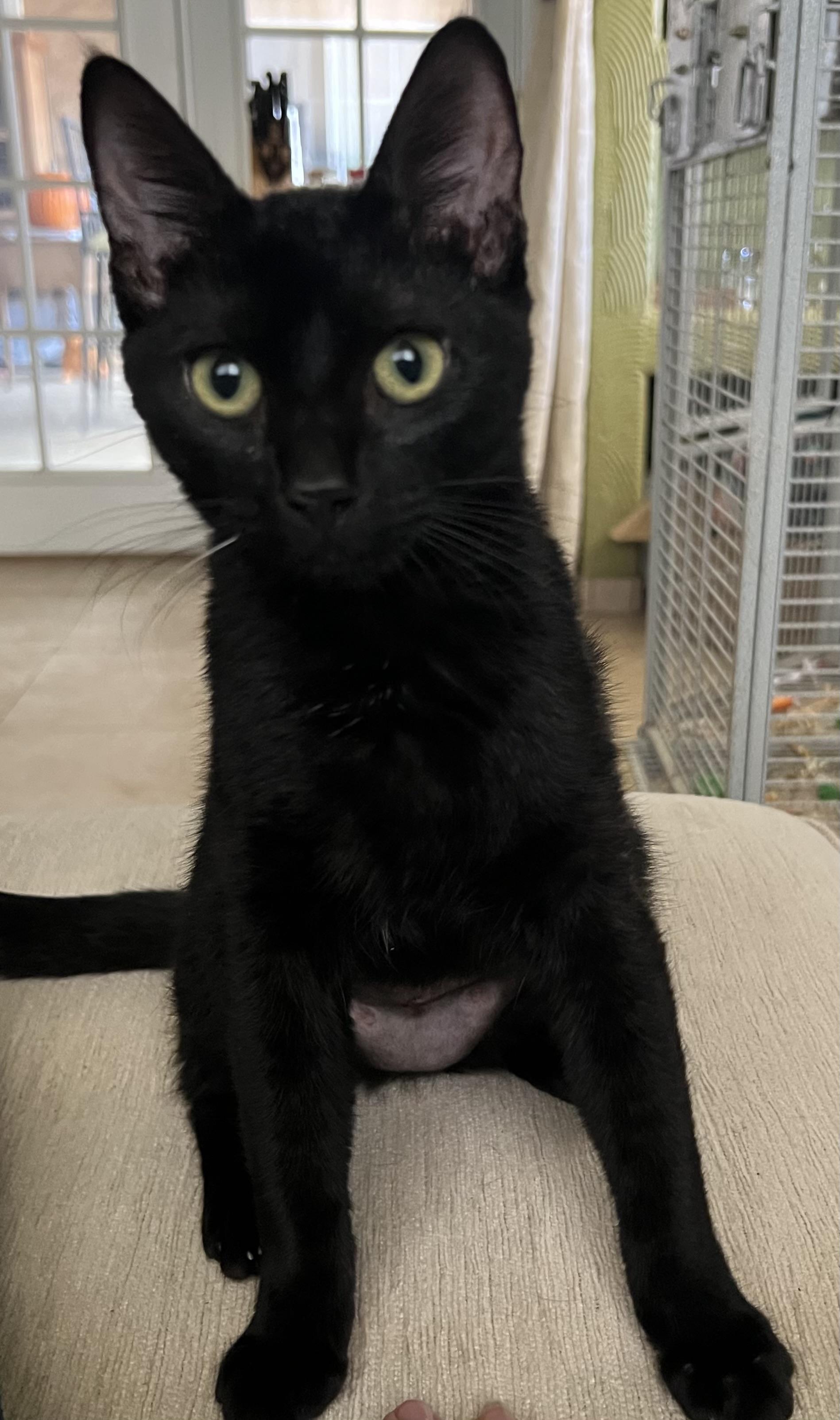 Clara, a Adopted mixed breed in Palm Desert, CA image 4/4