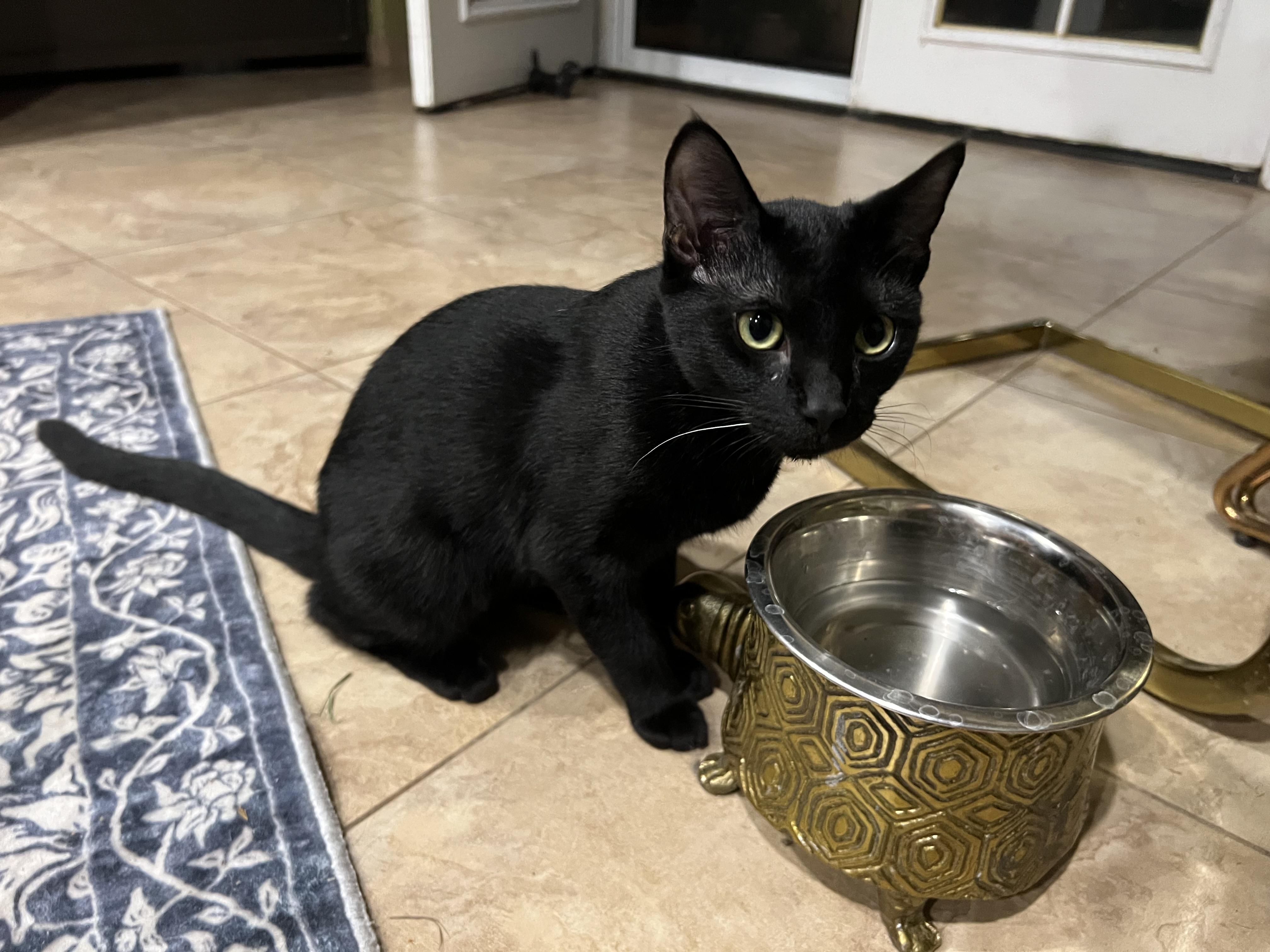 Clara, a Adopted mixed breed in Palm Desert, CA image 2/4