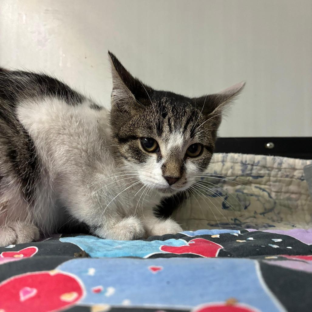 Enlarge Louise, a Adoptable Domestic Short Hair in Lake Panasoffkee, FL image 1/1