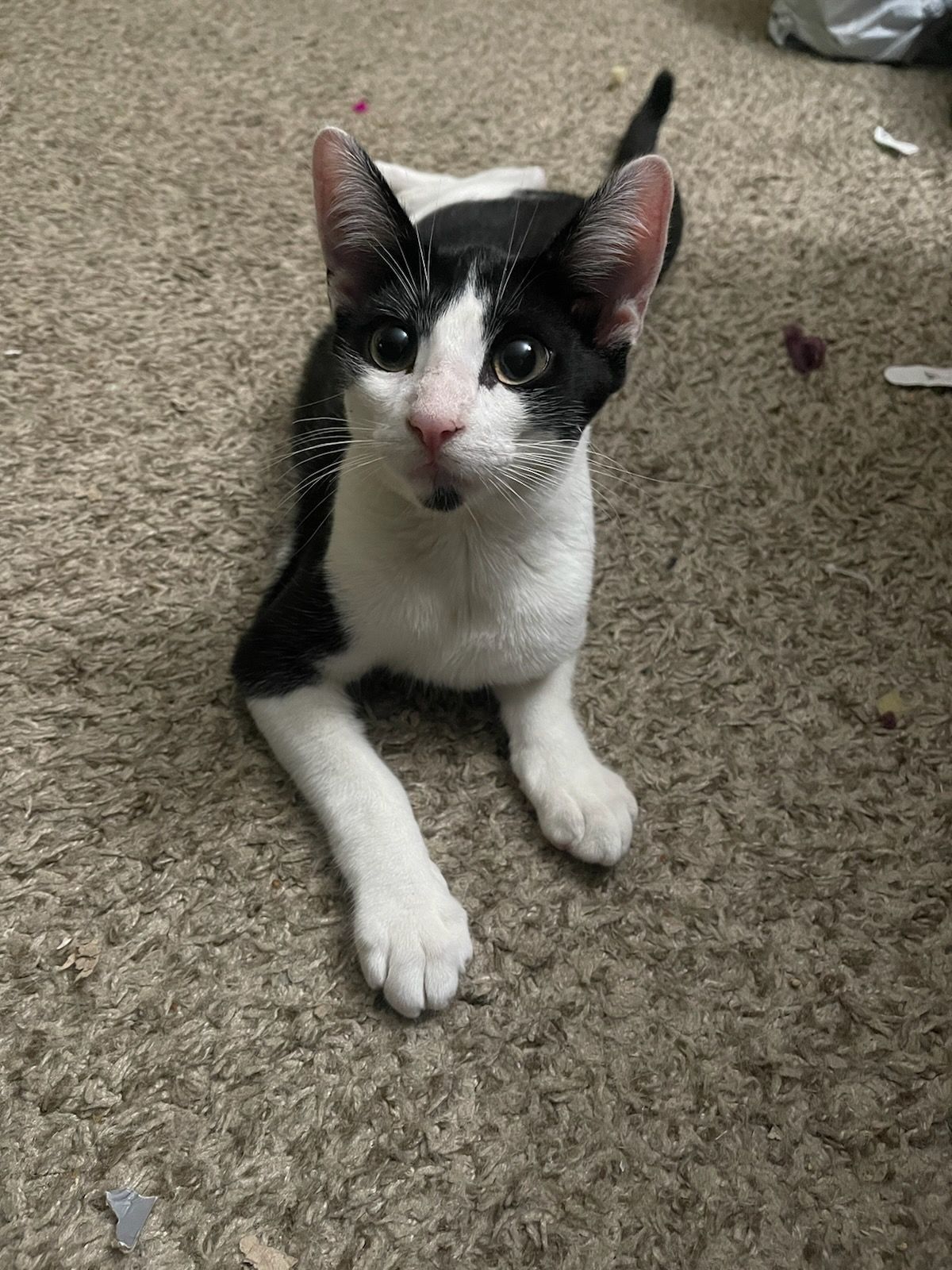 Charlie Day-Mr. Always Sunny, a Adoptable Domestic Short Hair in Fountain Valley, CA image 5/6