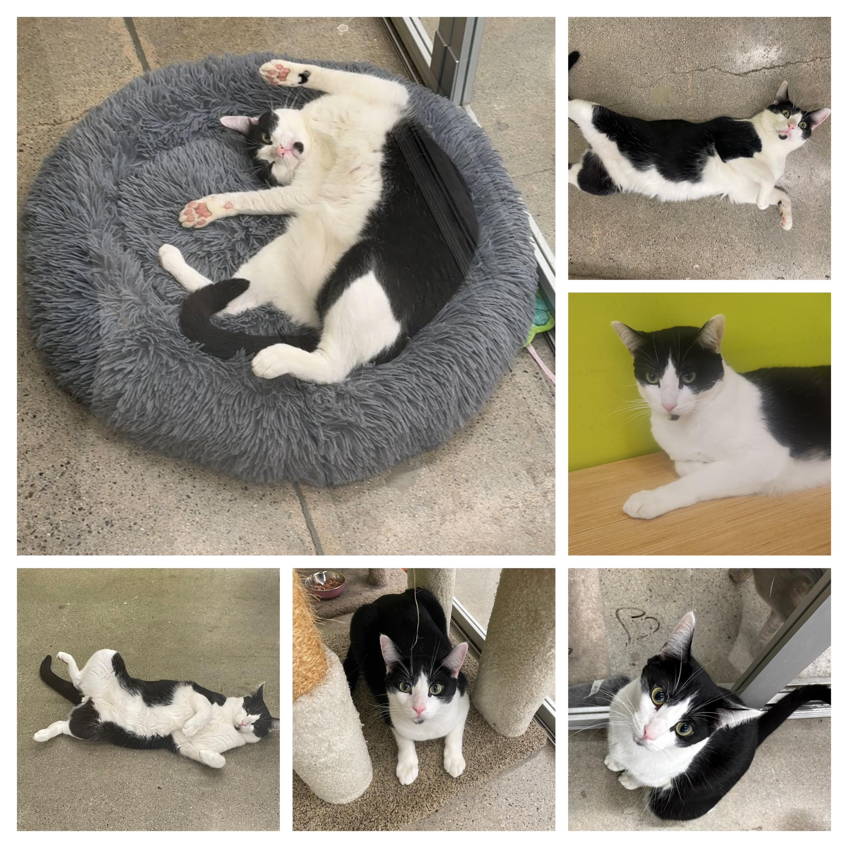 Charlie Day-Mr. Always Sunny, a Adoptable Domestic Short Hair in Fountain Valley, CA image 2/4