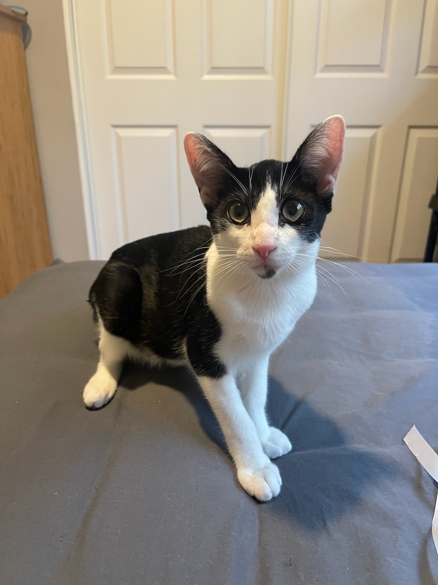 Charlie Day-Mr. Always Sunny, a Adoptable Domestic Short Hair in Fountain Valley, CA image 6/6