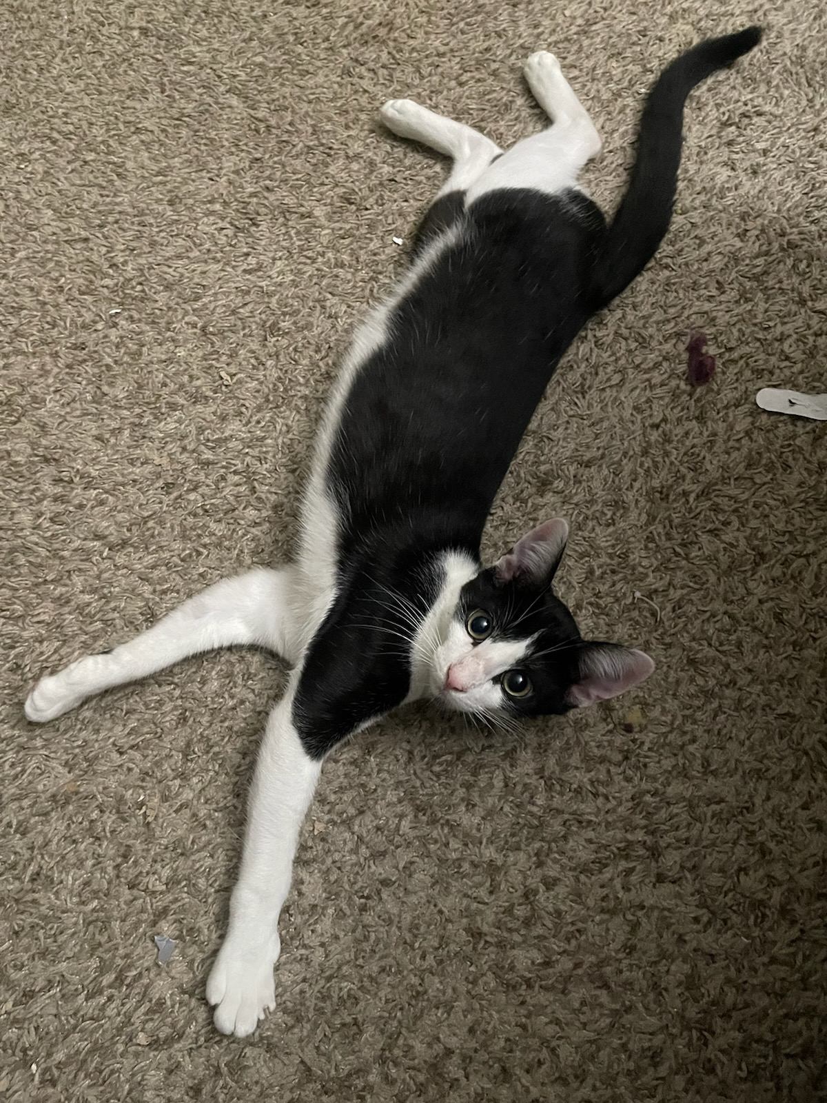 Charlie Day-Mr. Always Sunny, Adoptable, Young Male Domestic Short Hair.