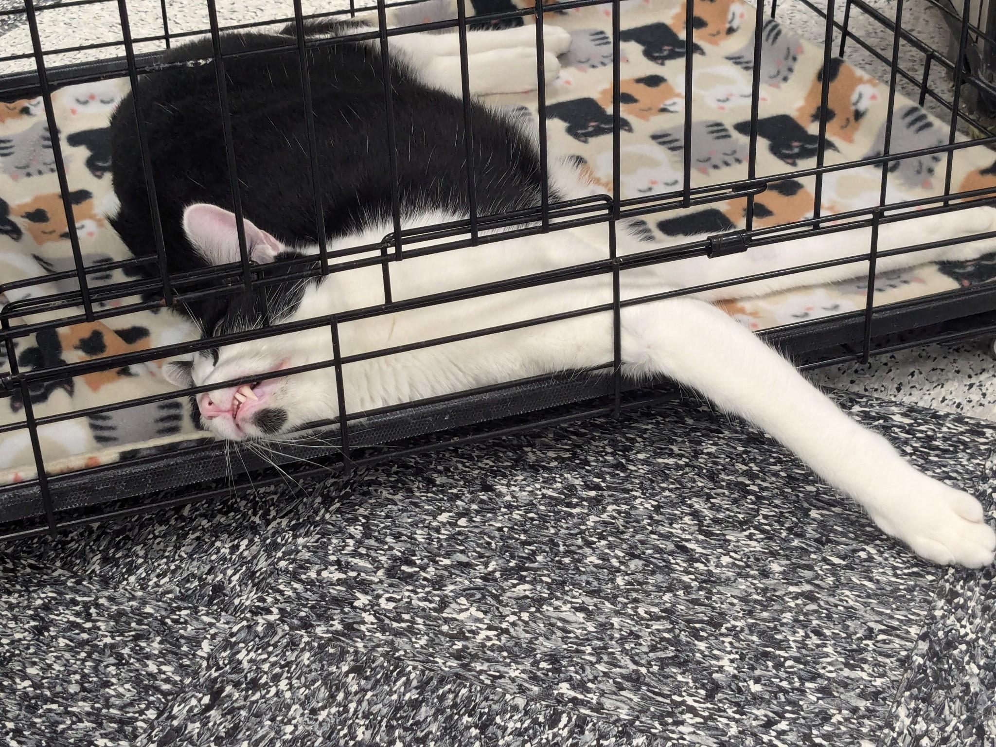 Charlie Day-Mr. Always Sunny, a Adoptable Domestic Short Hair in Fountain Valley, CA image 4/6