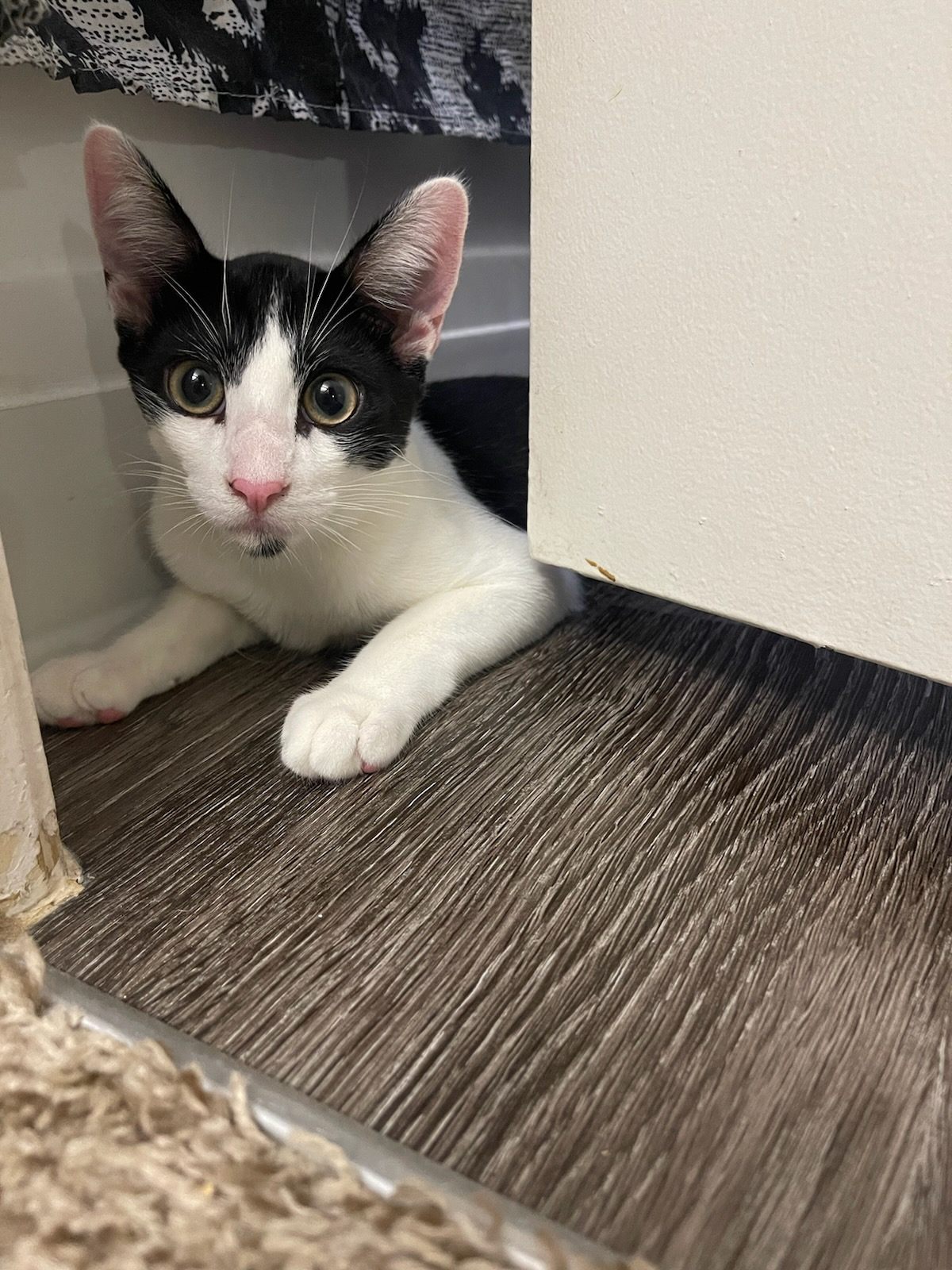 Charlie Day-Mr. Always Sunny, a Adoptable Domestic Short Hair in Fountain Valley, CA image 1/6