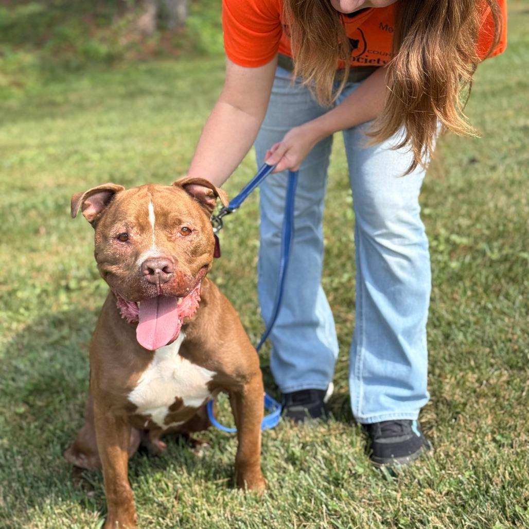 Rubble, Adoptable, Senior Male Pit Bull Terrier.