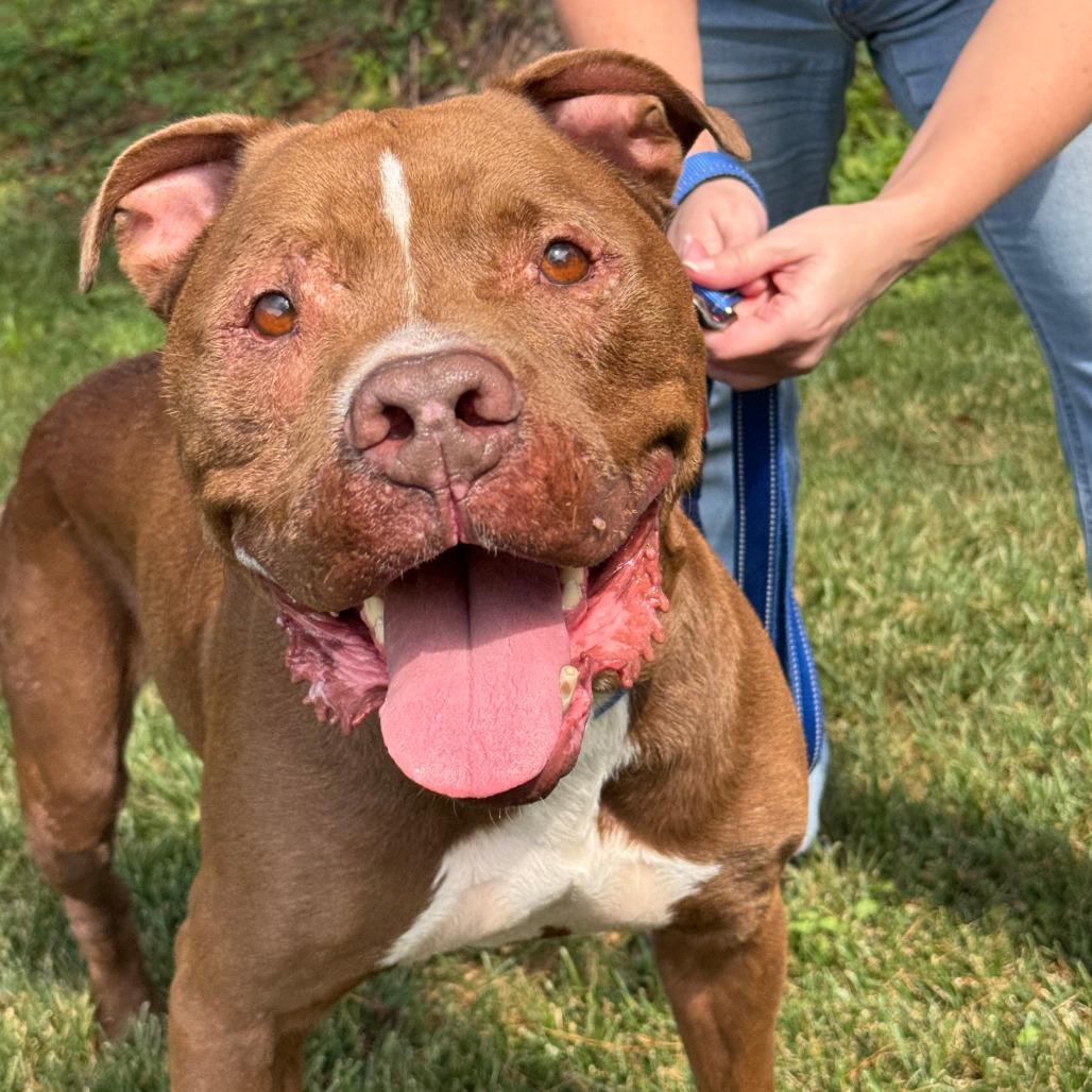 Enlarge Rubble, a Adoptable Pit Bull Terrier in Nashville, IN image 2/6