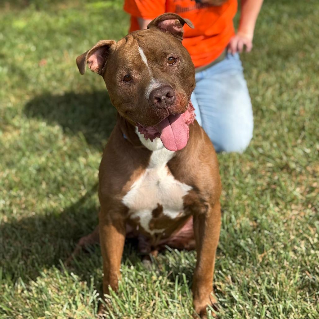 Enlarge Rubble, a Adoptable Pit Bull Terrier in Nashville, IN image 3/6