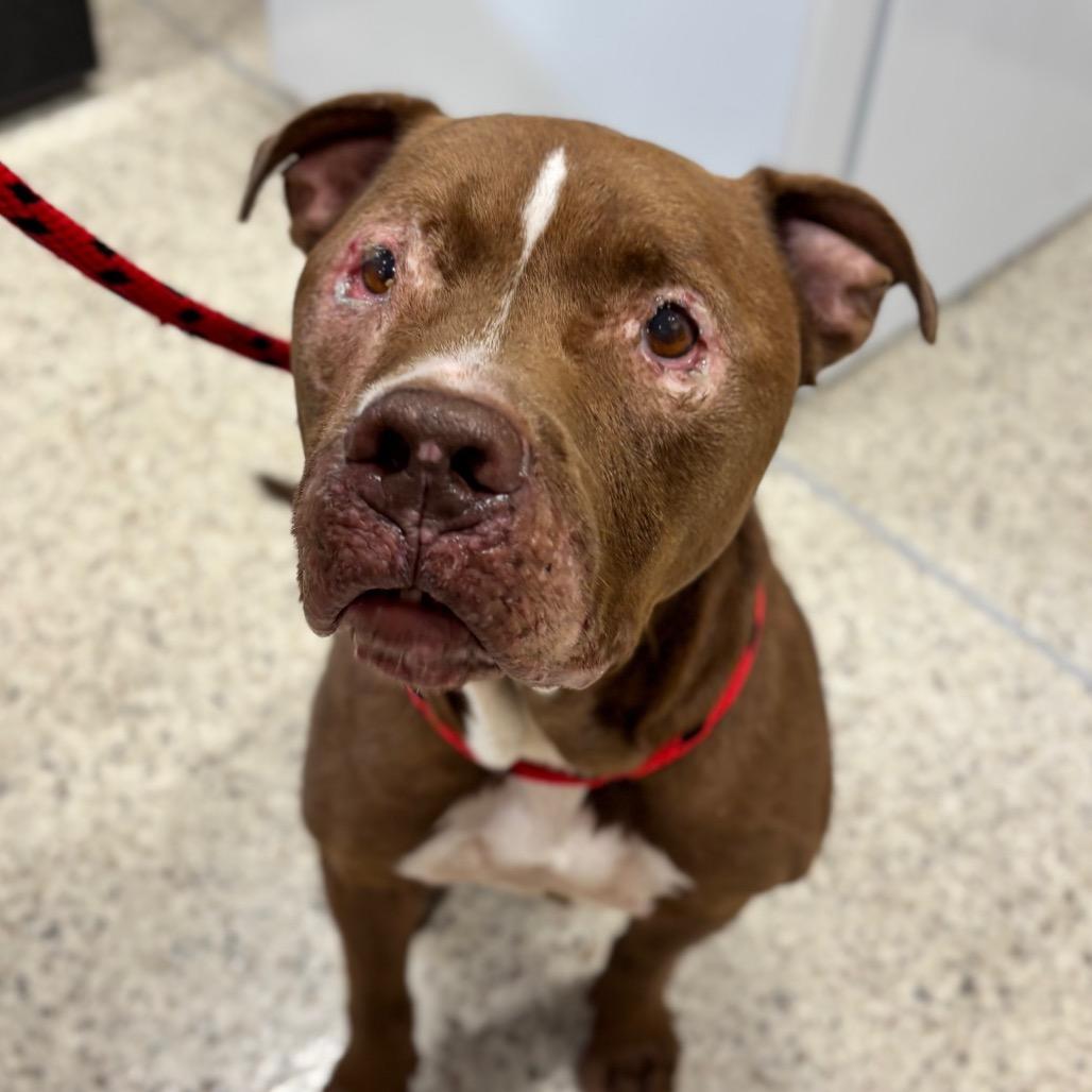 Rubble, Adoptable, Senior Male Pit Bull Terrier.