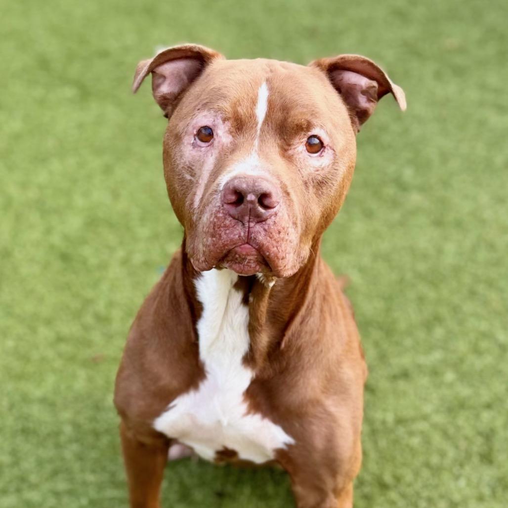 Enlarge Rubble, a Adoptable Pit Bull Terrier in Nashville, IN image 2/3