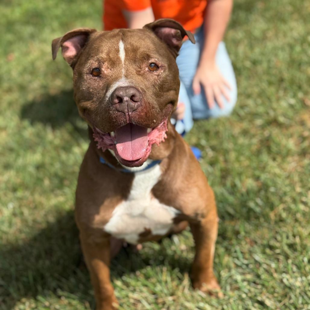 Enlarge Rubble, a Adoptable Pit Bull Terrier in Nashville, IN image 4/6