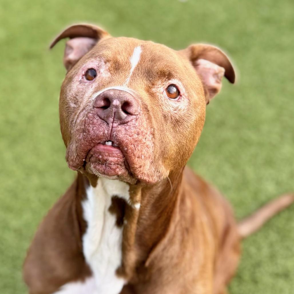 Enlarge Rubble, a Adoptable Pit Bull Terrier in Nashville, IN image 3/3