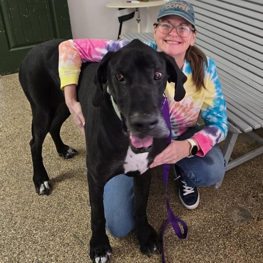 Enlarge King Triton, a Adopted Great Dane in Carlin, NV image 3/3