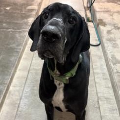Enlarge King Triton, a Adopted Great Dane in Carlin, NV image 2/3