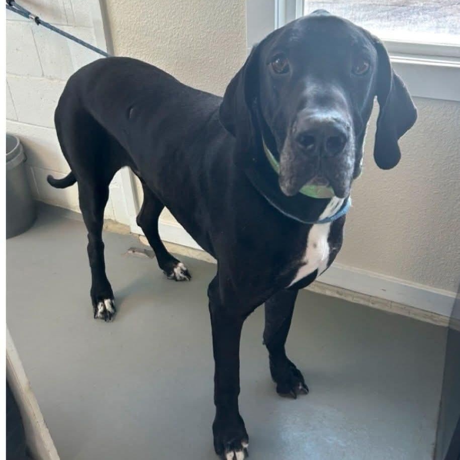 King Triton, Adopted, Senior Male Great Dane.