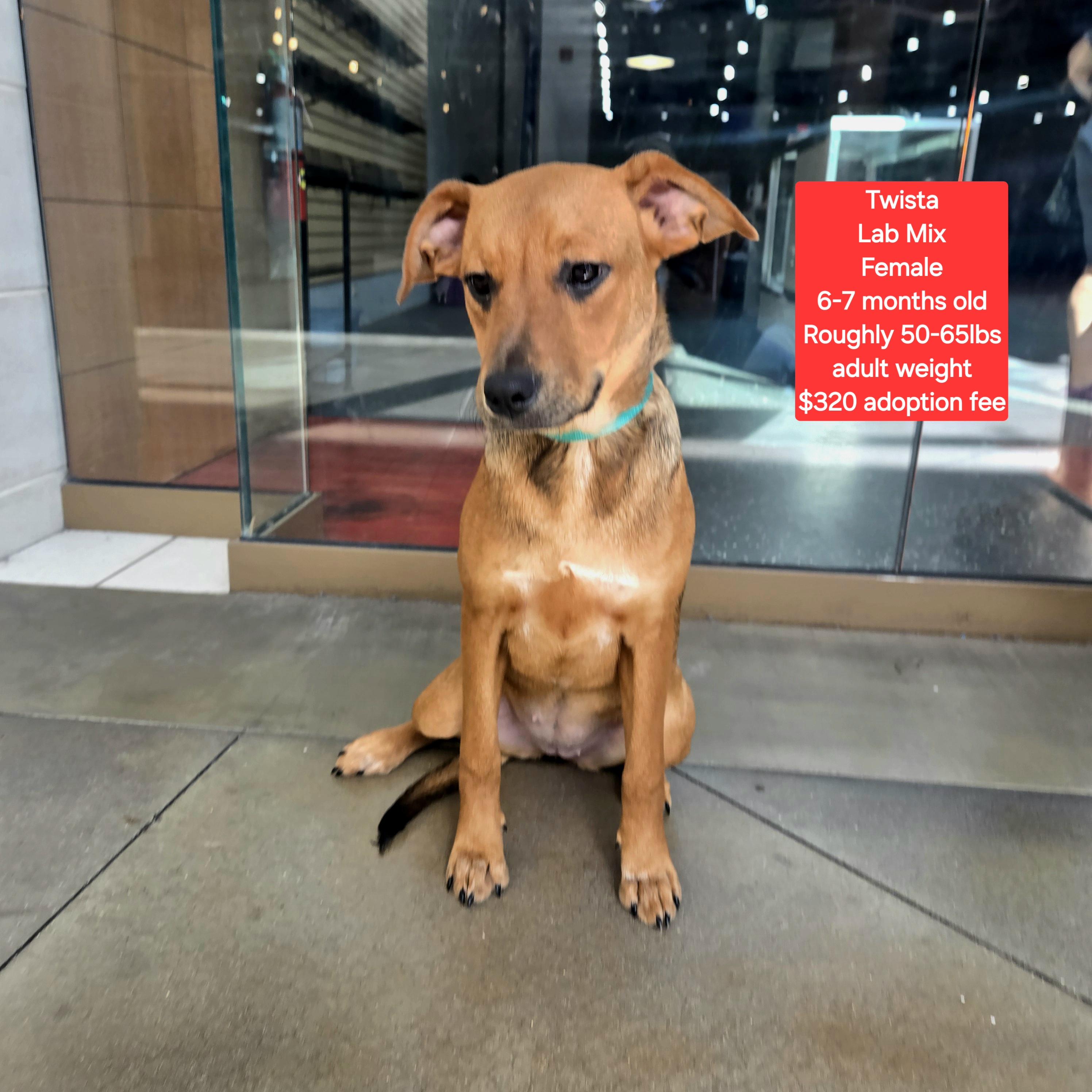 Twista, ADOPTABLE, Young Female Labrador Retriever.