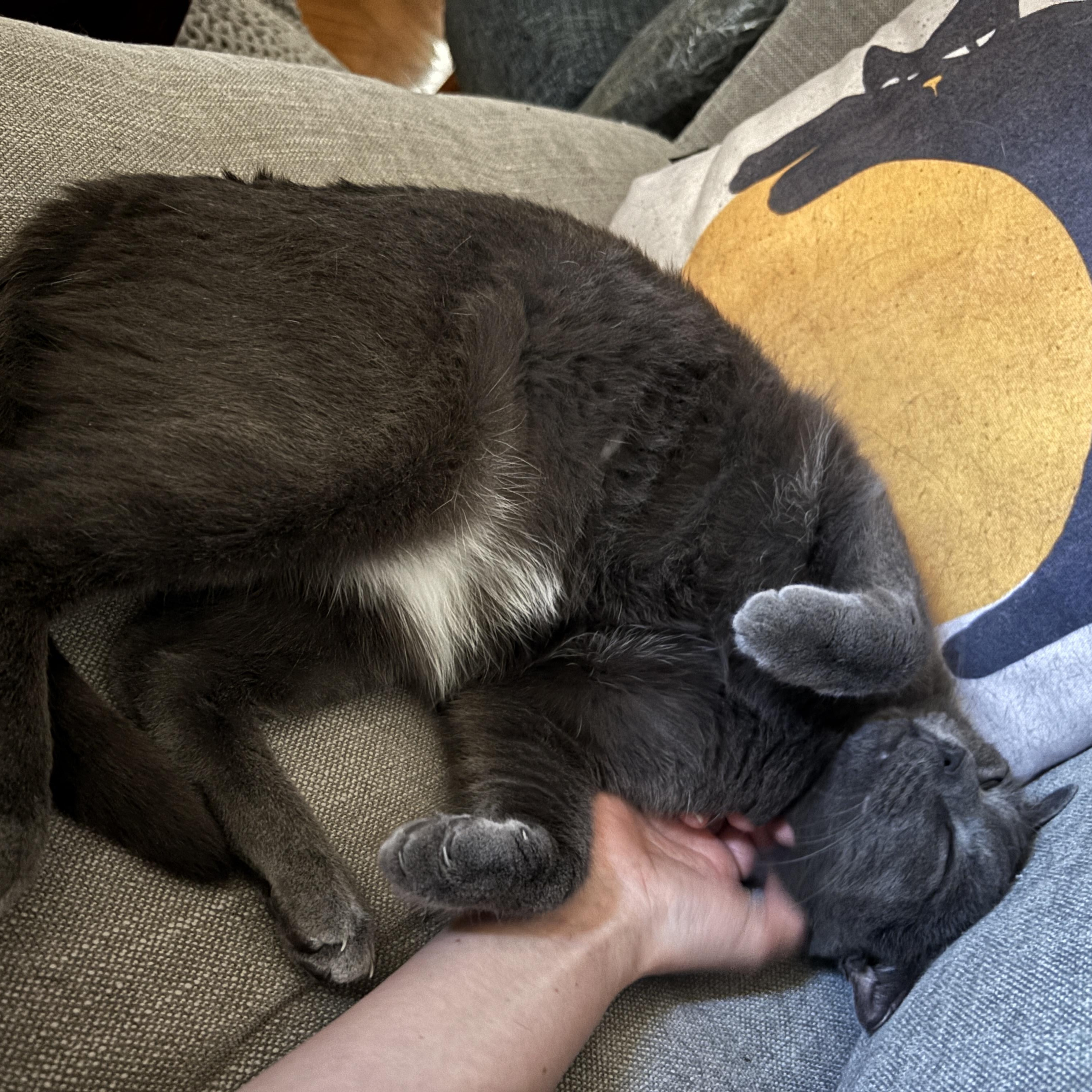 Paris, a ADOPTABLE Domestic Short Hair in brooklyn, NY image 4/5