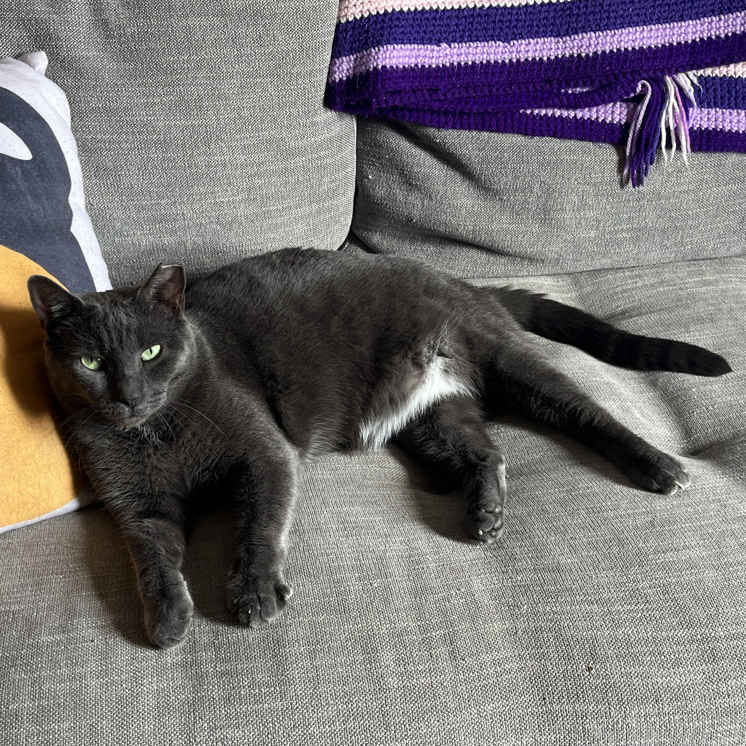 Paris, Adoptable, Adult Male Domestic Short Hair.