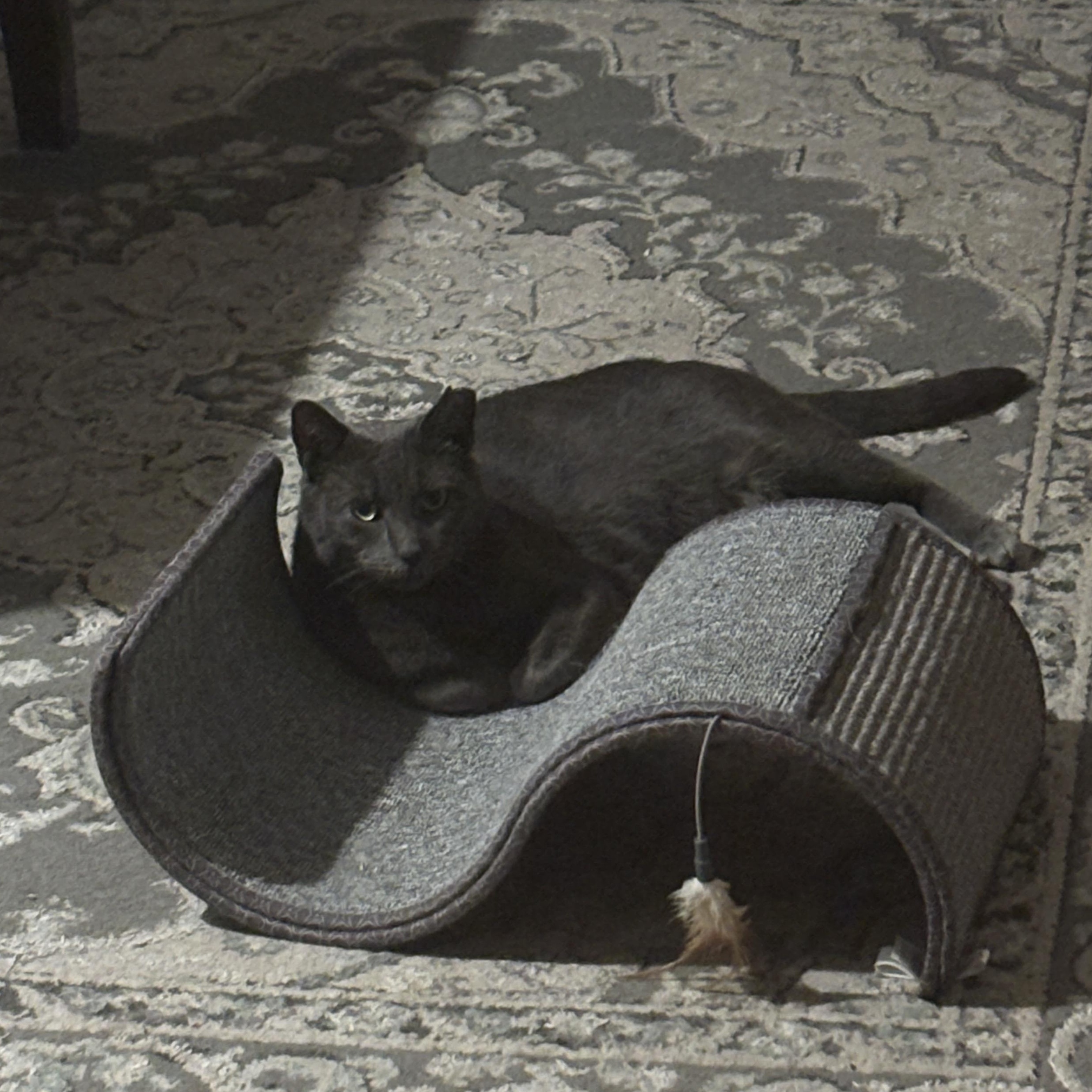 Paris, a ADOPTABLE Domestic Short Hair in brooklyn, NY image 3/5