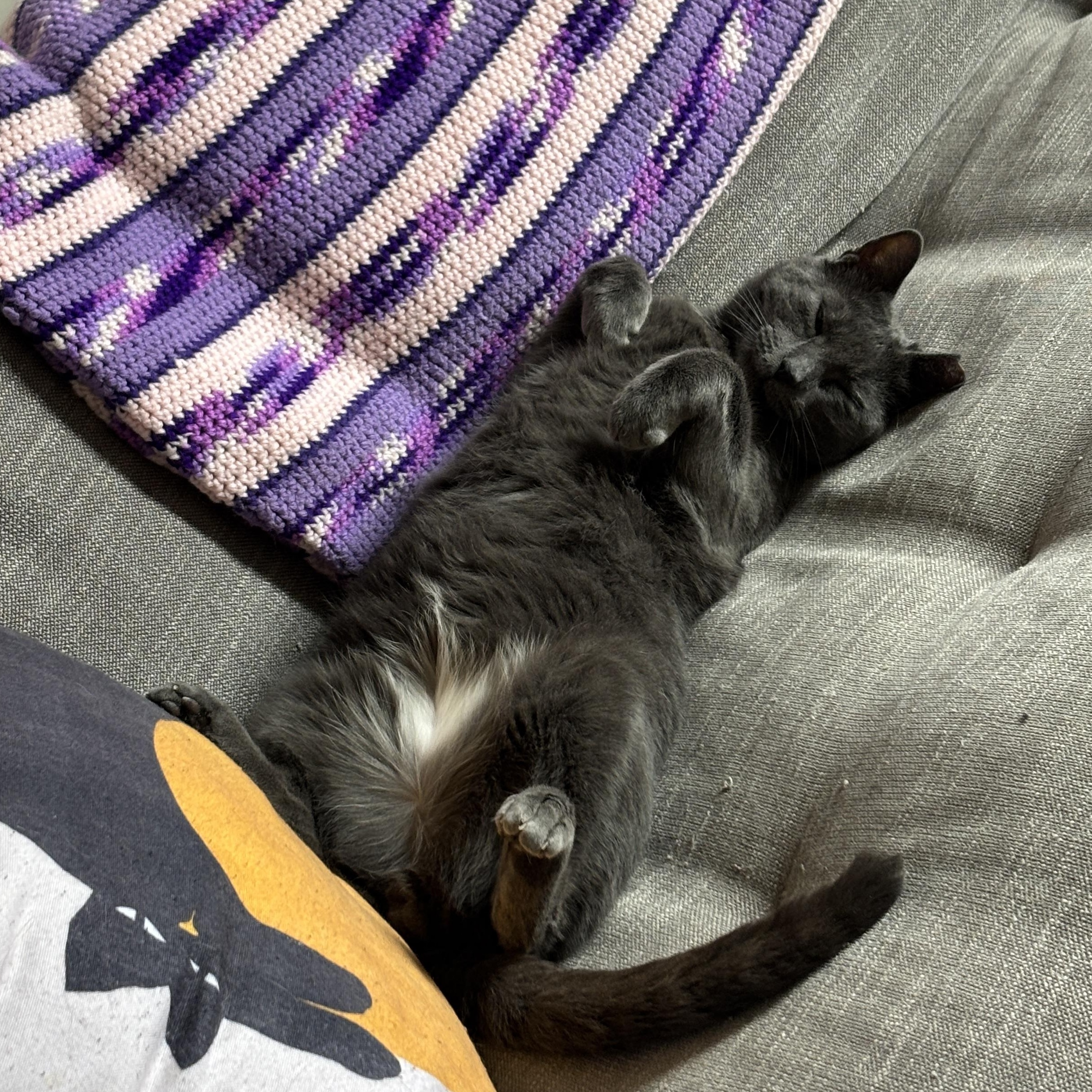 Paris, a ADOPTABLE Domestic Short Hair in brooklyn, NY image 2/5