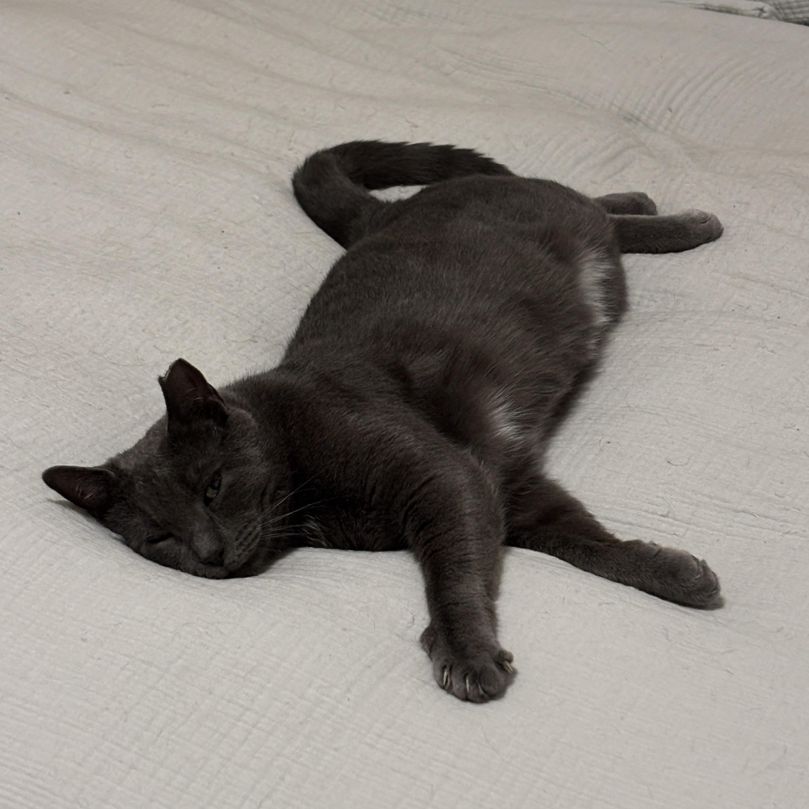 Paris, a ADOPTABLE Domestic Short Hair in brooklyn, NY image 5/5