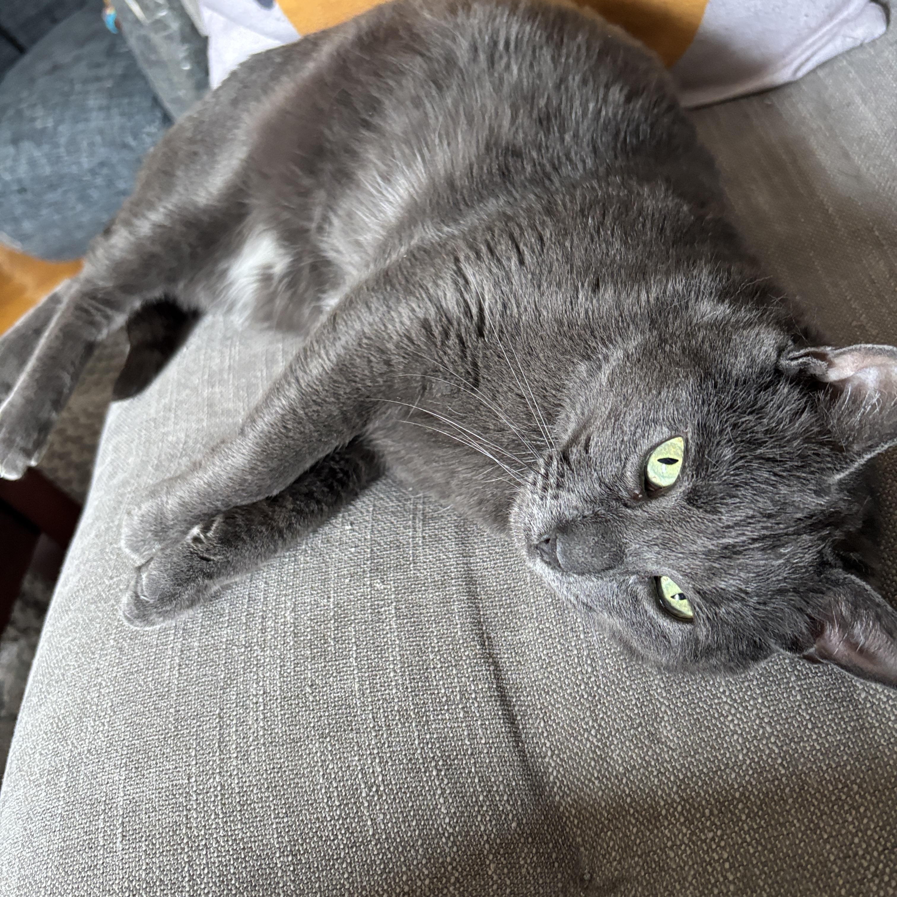 Paris, ADOPTABLE, Adult Male Domestic Short Hair.