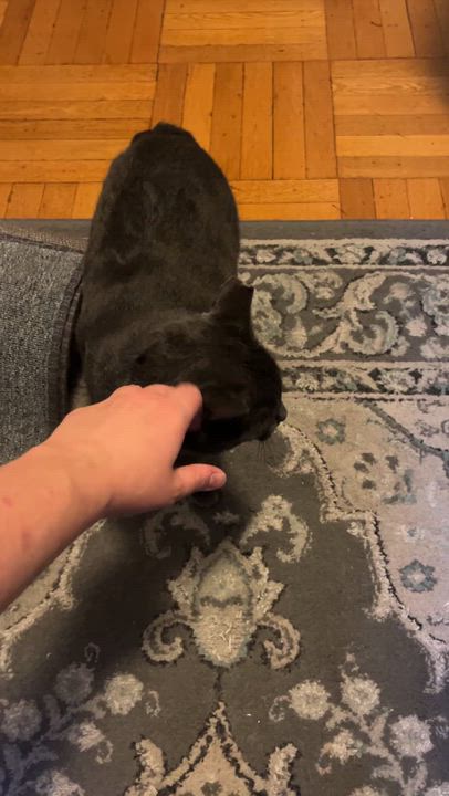 Enlarge Paris, a Adoptable Domestic Short Hair in brooklyn, NY video 2/6