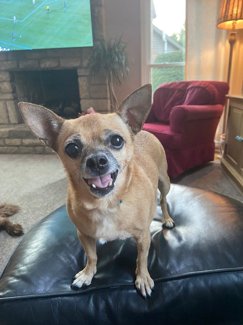 Princess Mary, Adopted, Adult Female Chihuahua.
