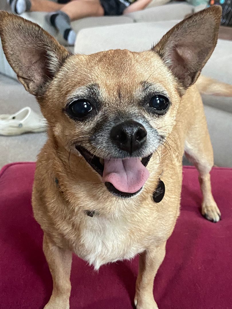 Princess Mary, Adopted, Adult Female Chihuahua.