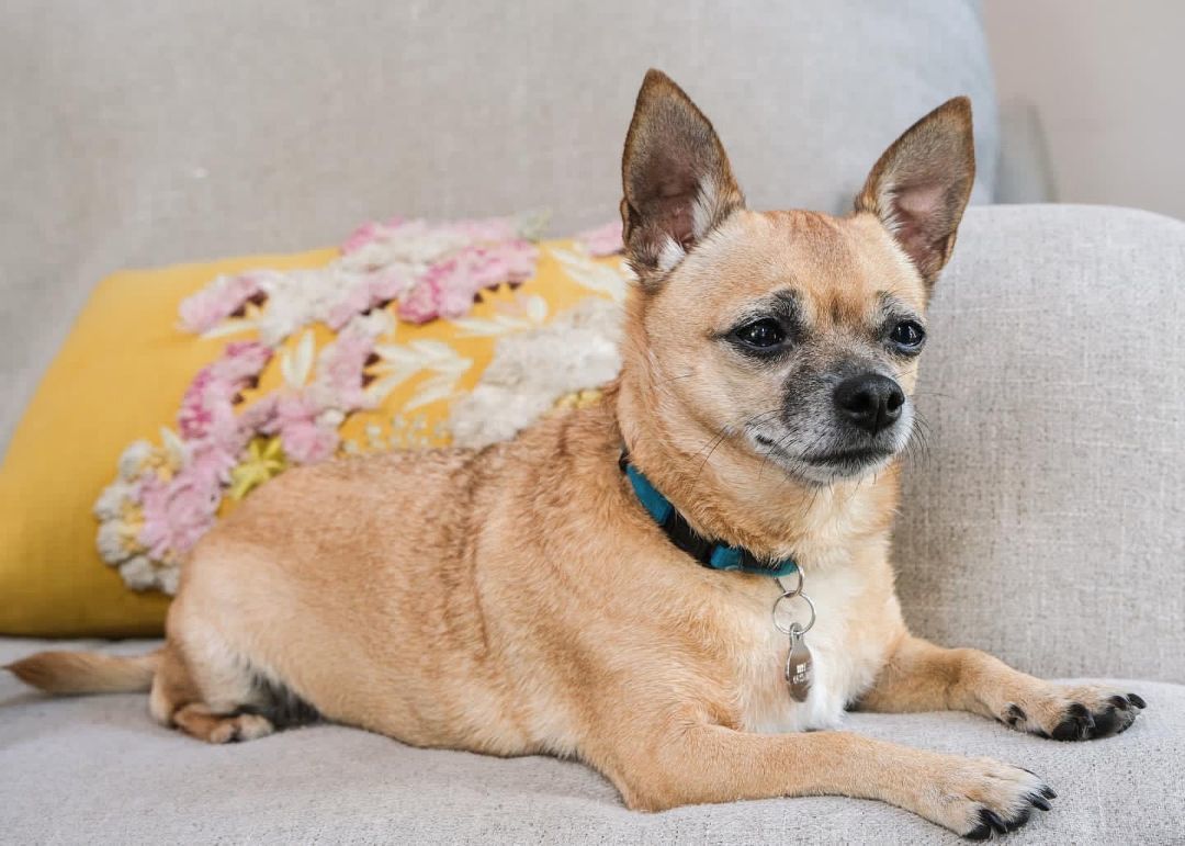 Enlarge Princess Mary, a Adopted Chihuahua in Dayton, OH image 3/4