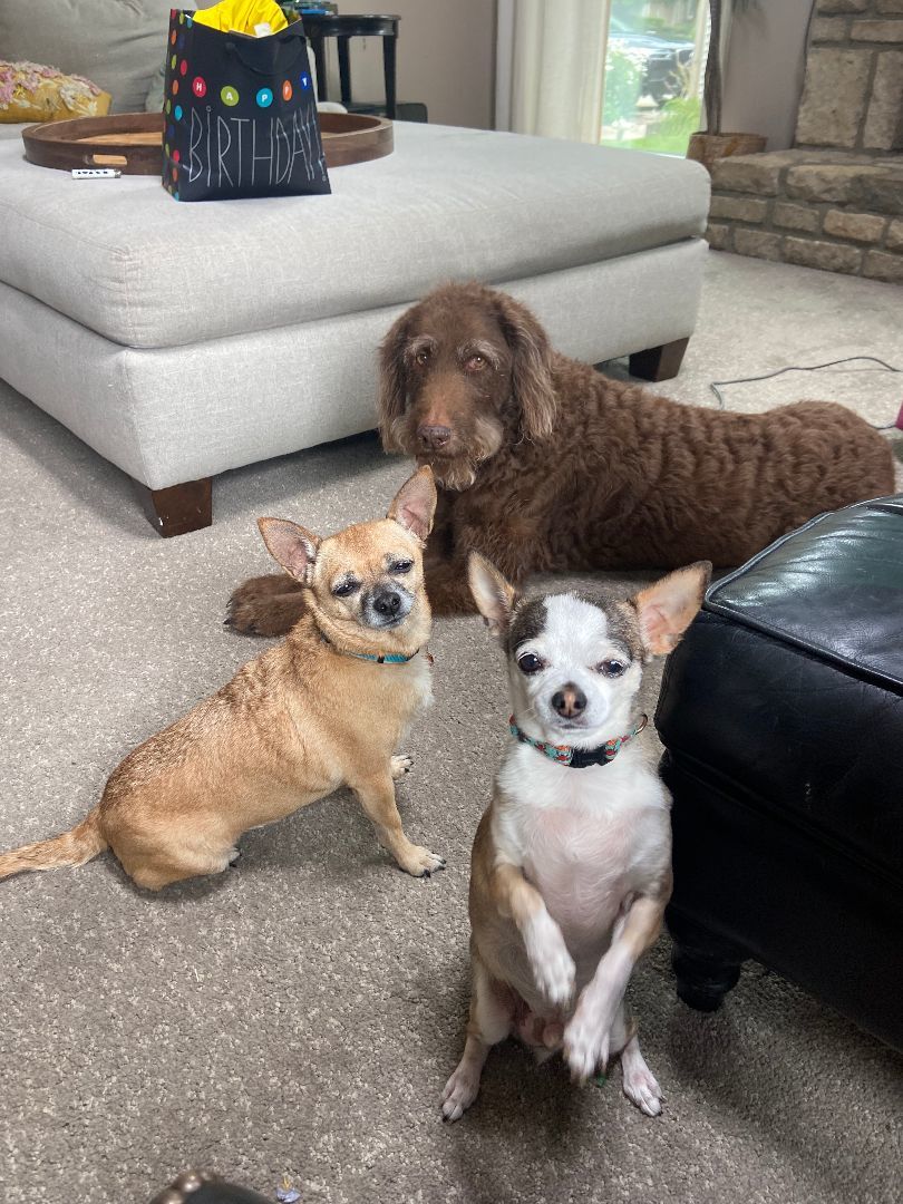 Enlarge Princess Mary, a Adopted Chihuahua in Dayton, OH image 4/4