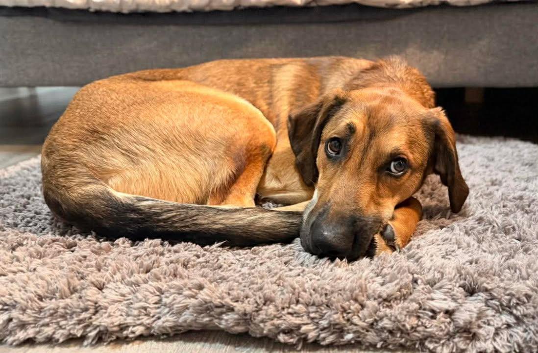 Piper, an adopted mixed breed in Keswick, ON image 1/2
