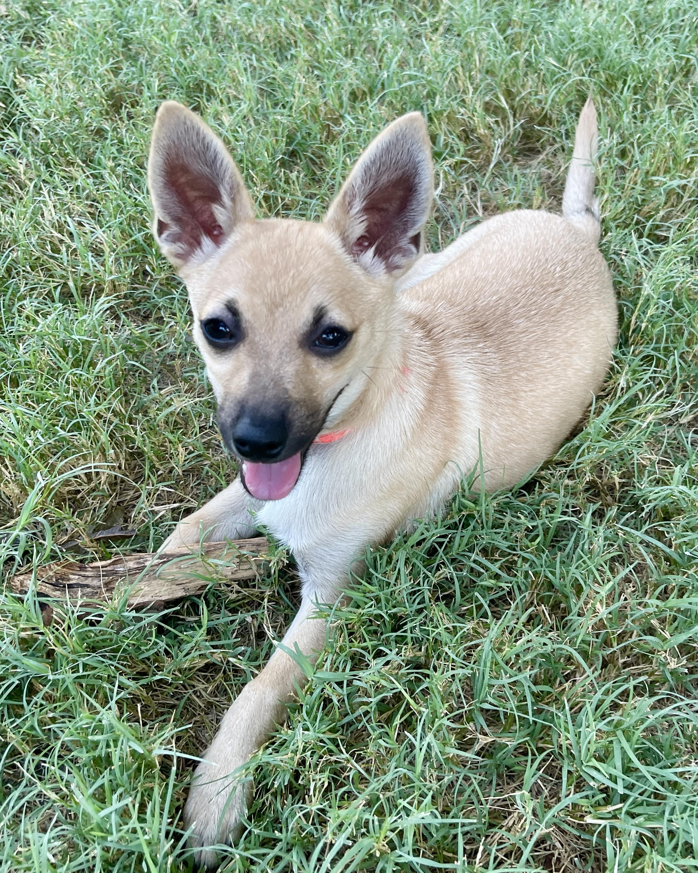 Enlarge Hudson, a Adoptable mixed breed in Frisco, TX image 2/4