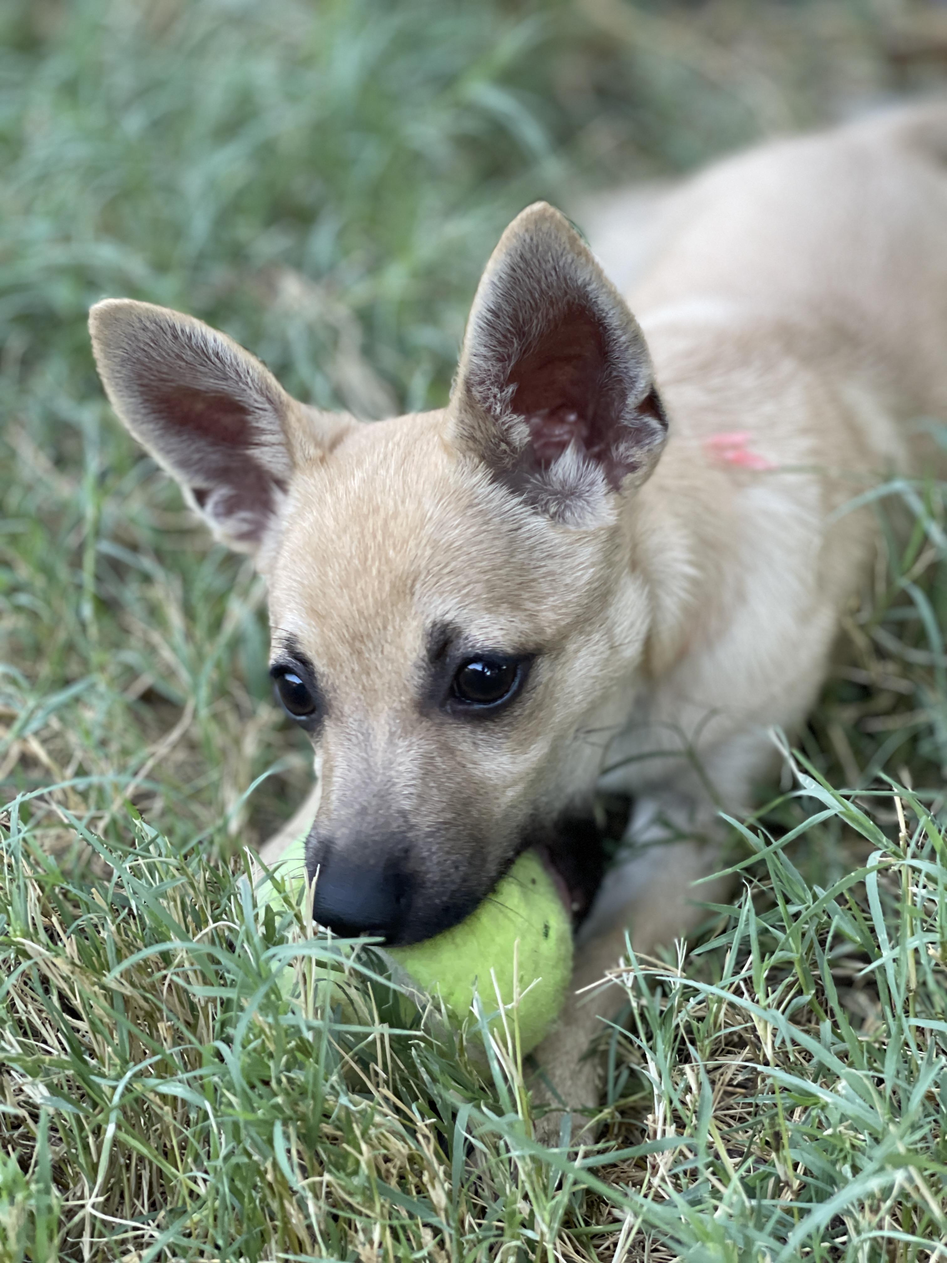 Enlarge Hudson, a Adoptable mixed breed in Frisco, TX image 4/4