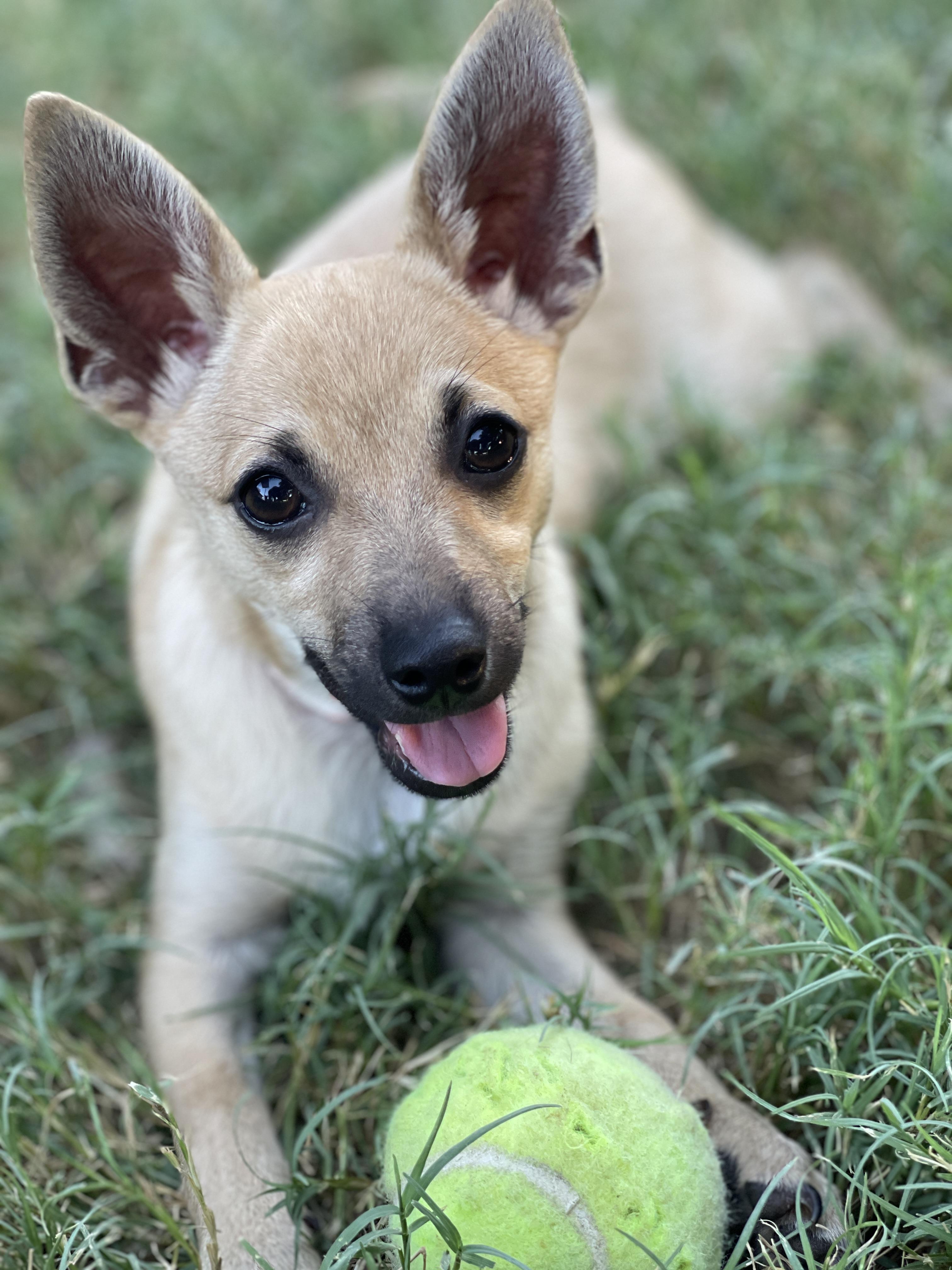 Hudson, Adoptable, Puppy Male Terrier & Chihuahua.