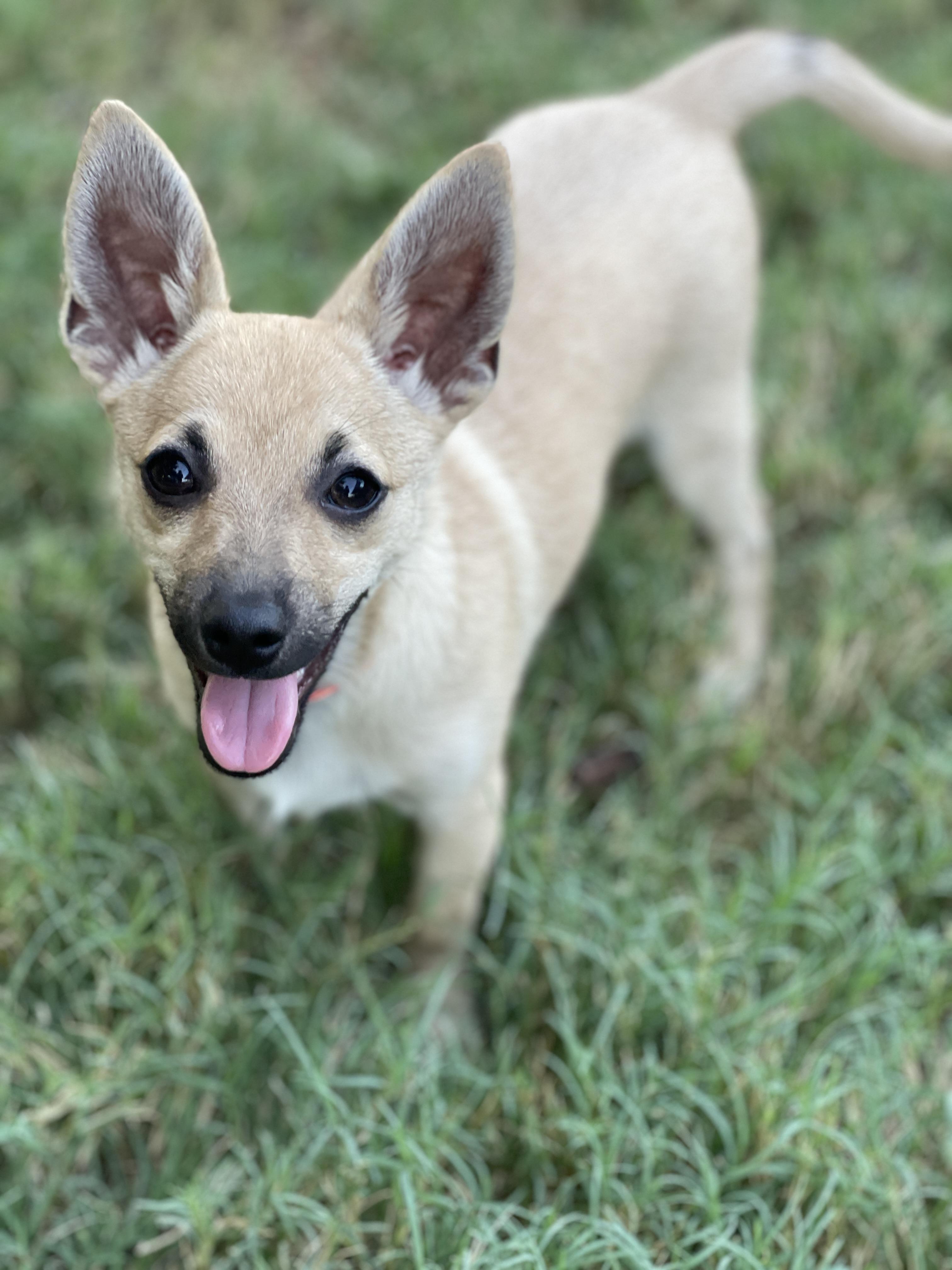 Enlarge Hudson, a Adoptable mixed breed in Frisco, TX image 3/4