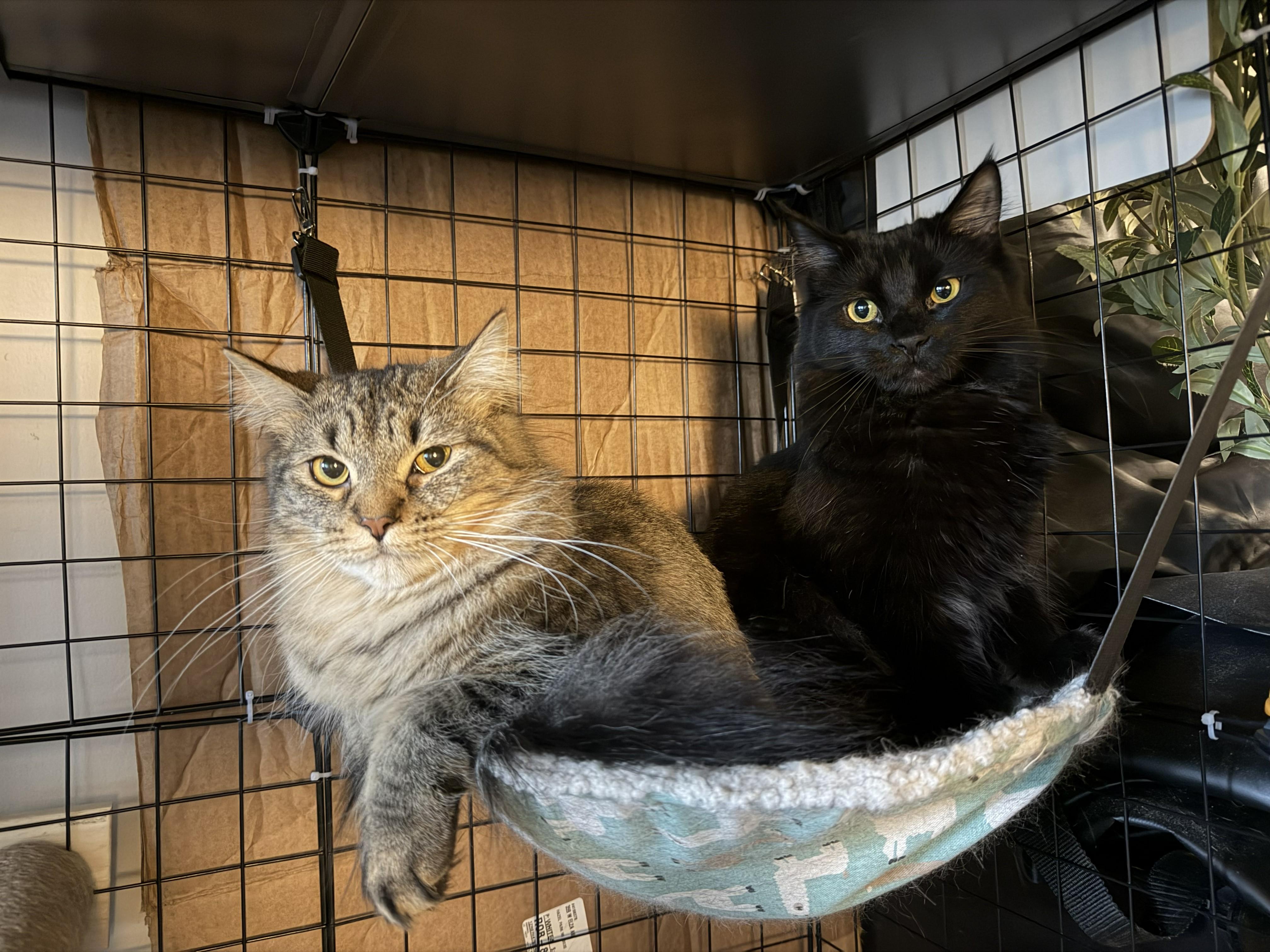 Enlarge Scout, a ADOPTABLE Domestic Long Hair in Royal Oak, MI image 6/6