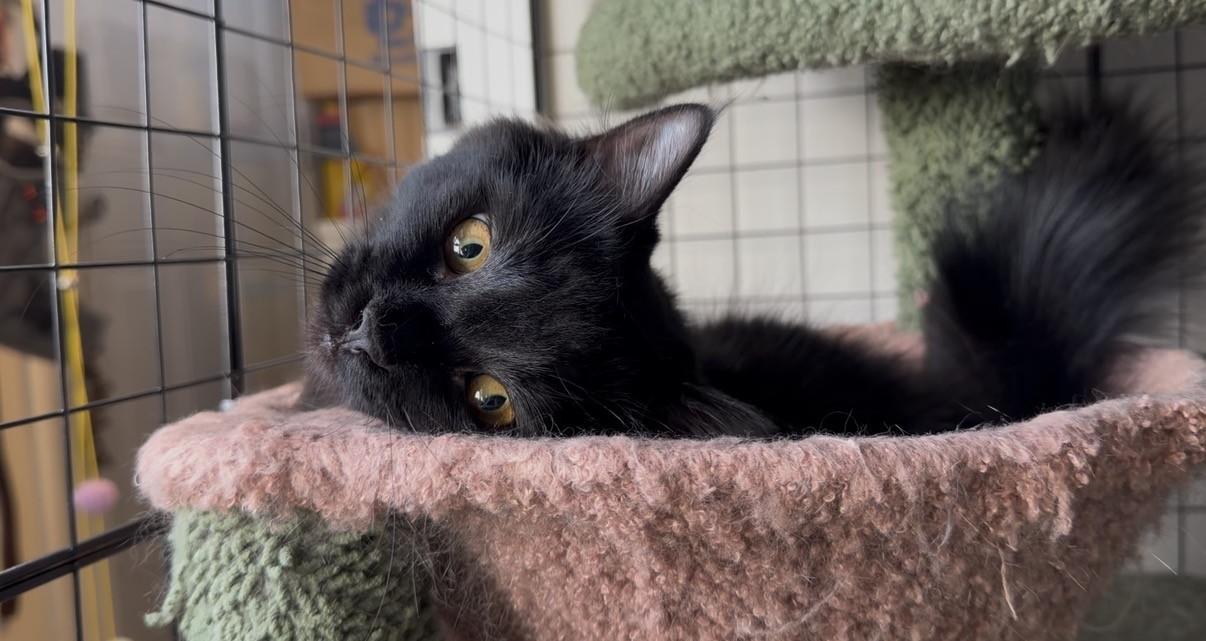 Enlarge Scout, a ADOPTABLE Domestic Long Hair in Royal Oak, MI image 5/6