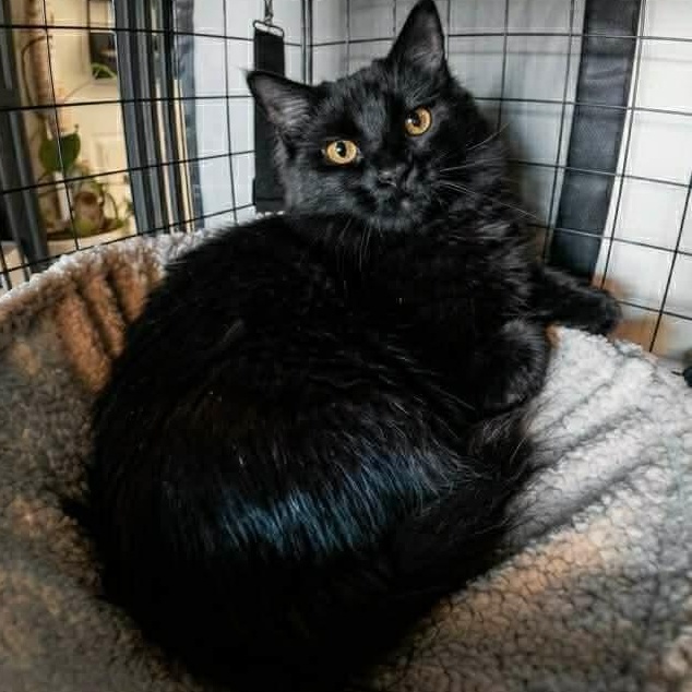 Enlarge Scout, a ADOPTABLE Domestic Long Hair in Royal Oak, MI image 2/6