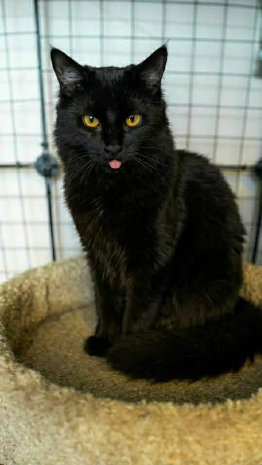 Enlarge Scout, a ADOPTABLE Domestic Long Hair in Royal Oak, MI image 4/6