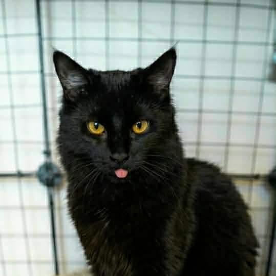 Scout, a ADOPTABLE Domestic Long Hair in Royal Oak, MI image 2/6